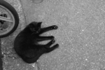 20050919_野良05.jpg
