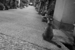 20050919_野良06.jpg