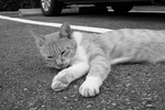 20050919_野良07.jpg