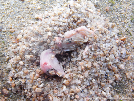 20100623_02.jpg