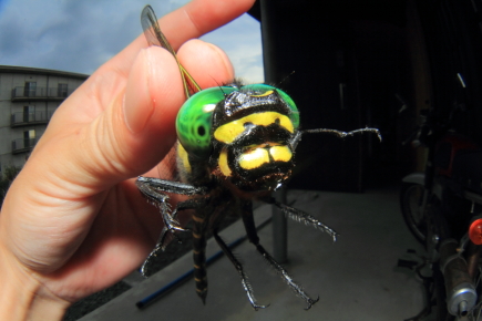 20100728_02.JPG