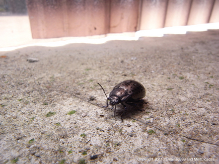 20110617_01.jpg