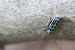 fuchiguruyatsuboshikami.jpg